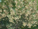 DSCF8113
