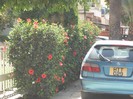 DSCF8115