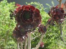 DSCF8116