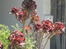 DSCF8117