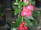 DSCF8121