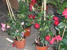 DSCF8123