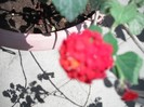 DSCF8124