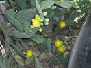 DSCF8136
