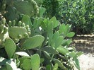 DSCF8143