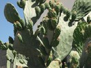 DSCF8145