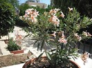 DSCF8165