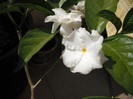 DSCF8208