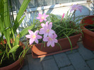 Zephyranthes