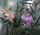 Apricot Queen si Charles Murcot