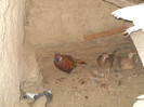 fazani familie