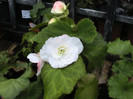 BEGONIA