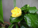 DSC06604
