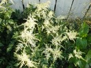 Astilbe