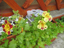 mimulus din seminte