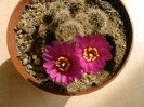 Sulcorebutia