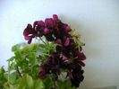 IMAG0006 (2)