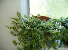 Ficus 2 culori