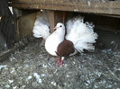 P19-06-11_12.55[3]