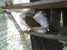 P19-06-11_12.55[4]