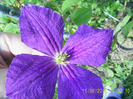 clematis (1)