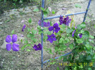 clematis (8)