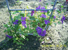 clematis (11)