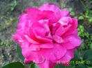 roz cumparat drept peace (8)