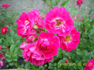 trandafir necunoscut (3)