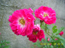 trandafir necunoscut (4)