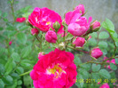 trandafir necunoscut (6)
