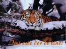 dor_tigru