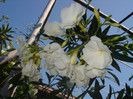 LEANDRU ALB
