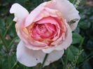 THE WEDGOOD ROSE