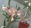 Apricot Queen
