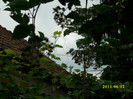DSCI0225