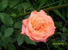 DSCI0237