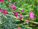 DSCI0249