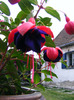 DSCF6077