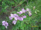 DSCI0281