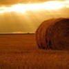 poze_wallpaper_vara_11-150x150[1]