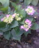 hortensie