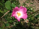 trandafir salbatic