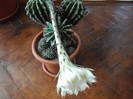 cactus inflorit 21.06.2011