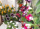 Flori 20 06-2011 002