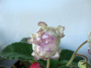 DSC03100