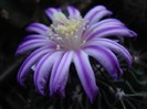 DSC00118