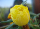 Portulaca grandiflora (2011, June 19)