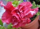 Petunia Double Red (2011, June 18)