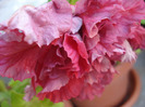 Petunia Double Red (2011, June 19)